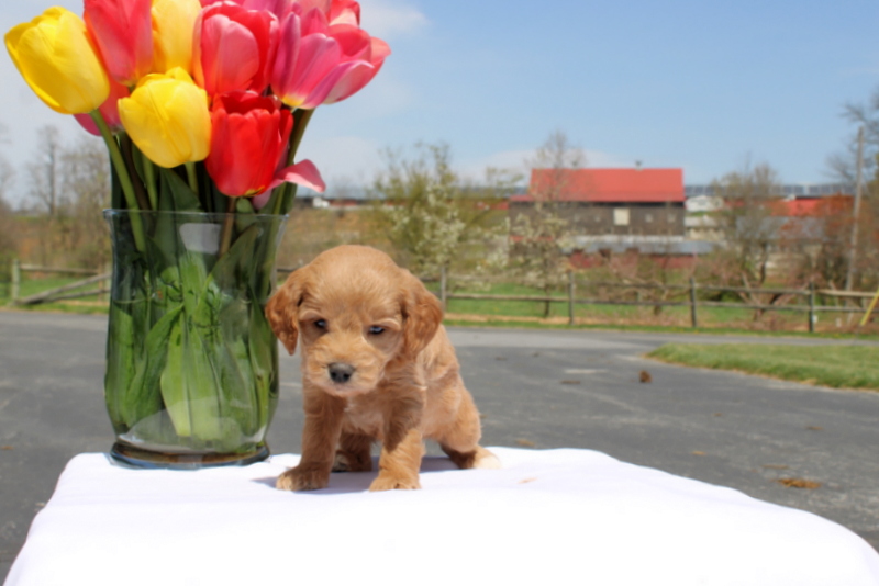 puppy, for, sale, Mini Goldendoodle F2, Matthew B. Stoltzfus, dog, breeder, Gap, PA, dog-breeder, puppy-for-sale, forsale, nearby, find, puppyfind, locator, puppylocator, aca